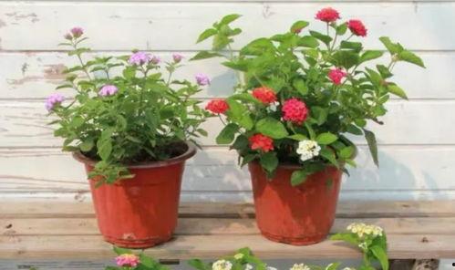 农民阿老最新爆料视频,揭秘农村现状，农民心声引关注